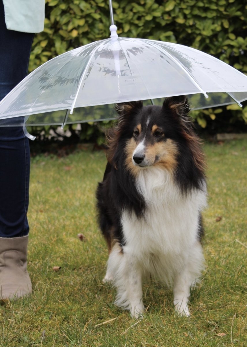 Hondenparaplu - CooleCadeau