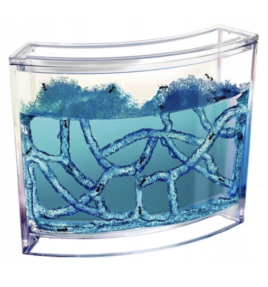 Mieren Aquarium - CooleCadeau